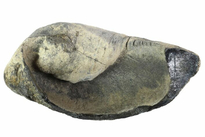 Fossil Whale Ear Bone - Miocene #95748